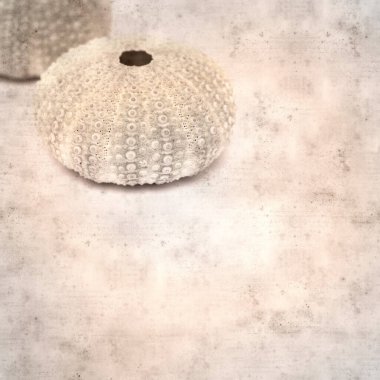 desenli eski kağıt arka plan, kare, deniz kestanesi iskeleti