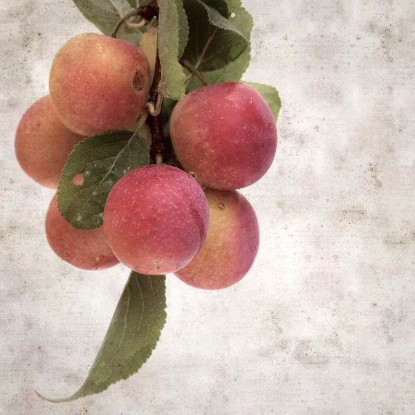 Textured Stylish Old Paper Background Square Cherry Plum Branches — Stock Photo, Image