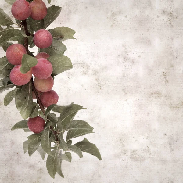 Textured Stylish Old Paper Background Square Cherry Plum Branches — Stock Photo, Image