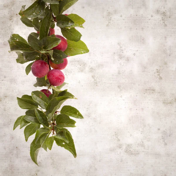 Vieux Fond Papier Texturé Élégant Carré Avec Branches Prune Cerise — Photo