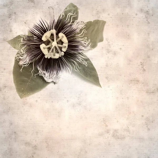 Textured Old Paper Background Passion Flower — Stock Photo, Image