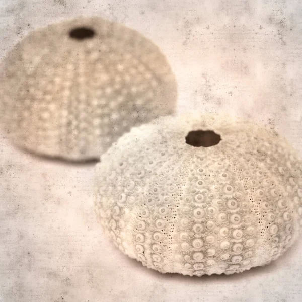 Textured Stylish Old Paper Background Square Sea Urchin Skeleton — Stock Photo, Image