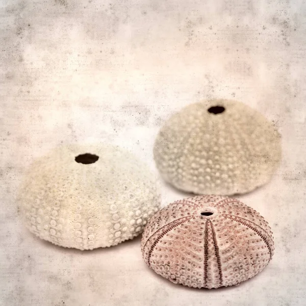 Textured Stylish Old Paper Background Square Sea Urchin Skeleton — Stock Photo, Image