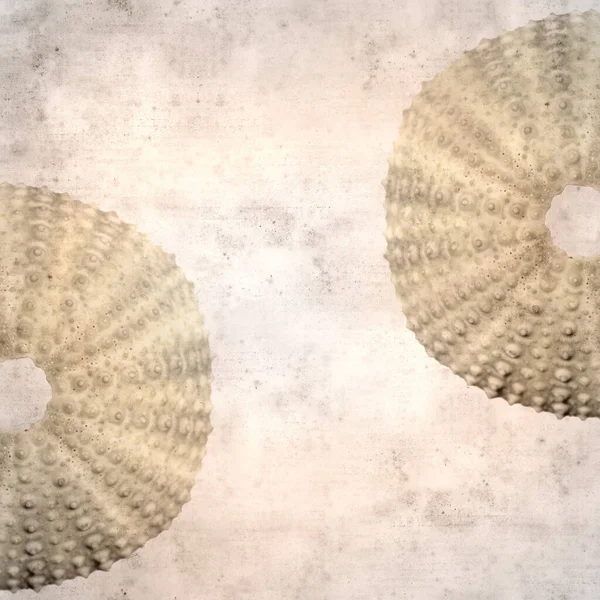 Getextureerde Stijlvolle Oude Papieren Achtergrond Vierkant Met Zee Egel Skelet — Stockfoto