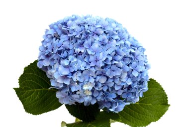 Hydrangea makrophylla 'nın mavi çiçekleri, beyaz üzerine izole edilmiş büyük yapraklı ortanca. 