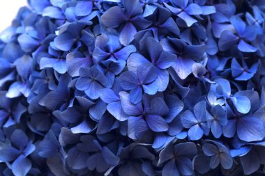 Hydrangea makrophylla 'nın mavi çiçeklerinin doğal çiçekleri, büyük yapraklı ortancalar.