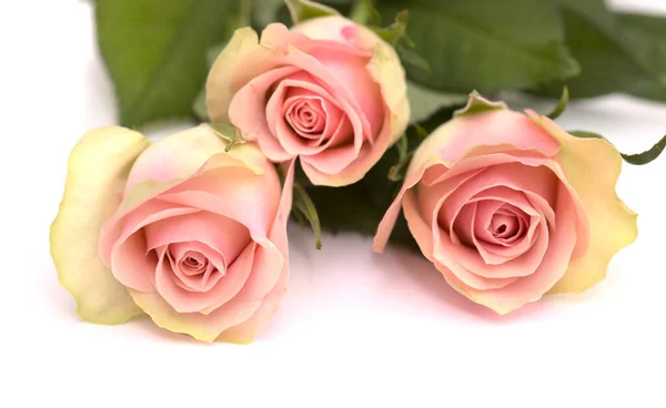 Unusual Rose Pink Center Green Yellow Outer Petals Isolated White — Stock Photo, Image