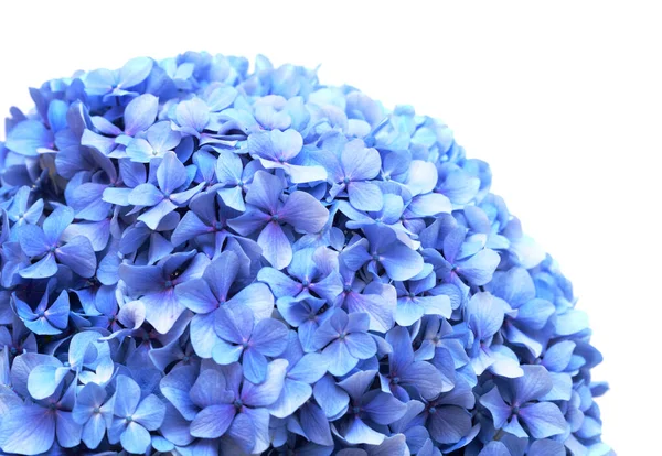 青花のアジサイ 白に孤立した大きな葉の紫陽花 — ストック写真