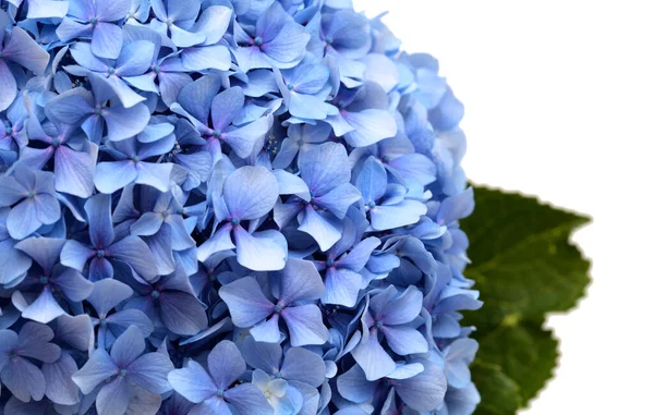 Blå Blommor Hortensia Macrophylla Bigleaf Hortensia Isolerad Vit — Stockfoto