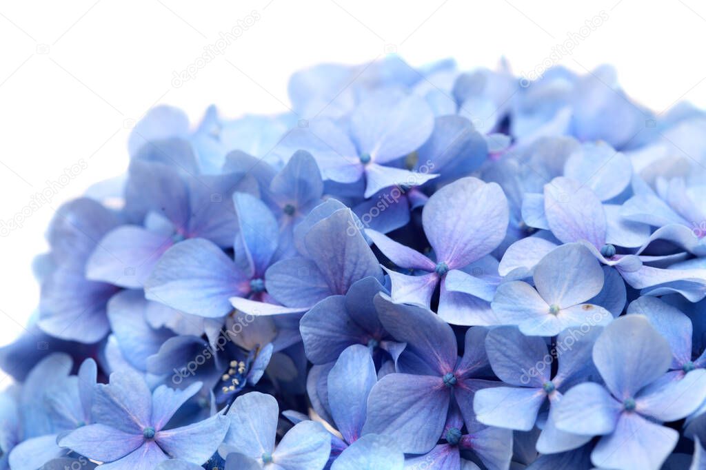 Blue flowers of Hydrangea macrophylla, bigleaf hydrangea isolated on white 