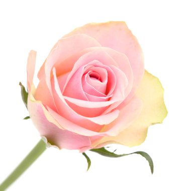 Yeşil yapraklı ve pembe merkezli sıra dışı bir gül.