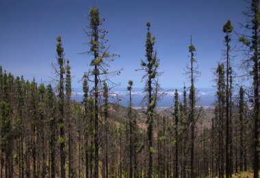 Gran Canaria, adanın orta kısmının manzarası, Las Cumbres, ie The Summits, Kanarya Çamları alevler içinde yanarak yavaşça iyileşiyor. 
