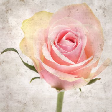 desenli eski kağıt arka plan, kare, pembe ve yeşil gül