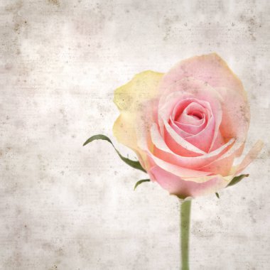 desenli eski kağıt arka plan, kare, pembe ve yeşil gül