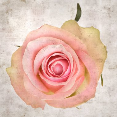 desenli eski kağıt arka plan, kare, pembe ve yeşil gül