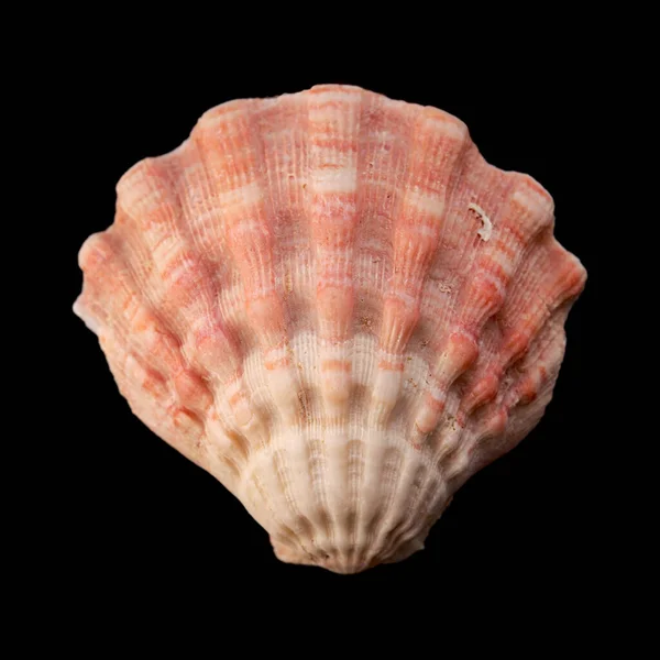 Scallop Shell Geïsoleerd Zwart — Stockfoto