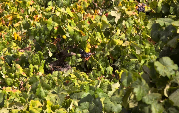 Vinařství Gran Canaria Vinice Vitis Vinifera Zralými Hrozny Obci San — Stock fotografie