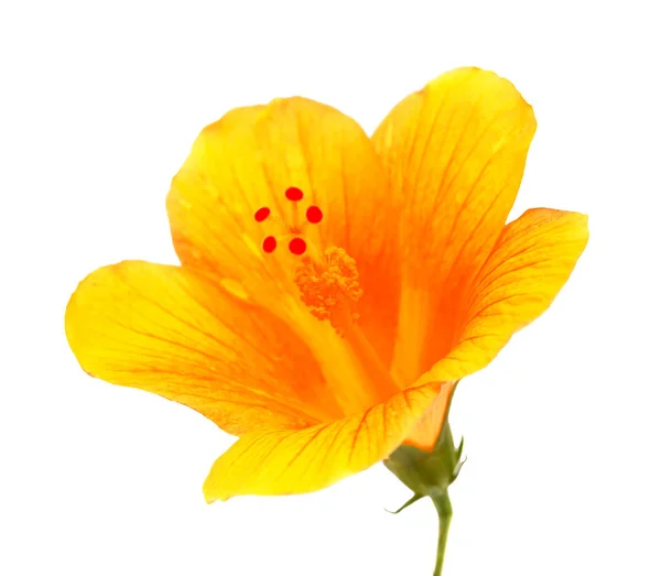 Flor Hibisco Amarelo Com Centro Vermelho Escuro Isolado Branco — Fotografia de Stock
