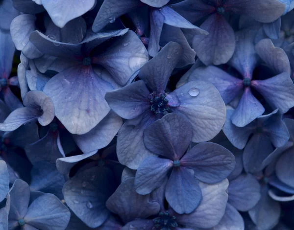 Hydrangea Makrophylla Nın Mavi Çiçeklerinin Doğal Çiçekleri Büyük Yapraklı Ortancalar — Stok fotoğraf