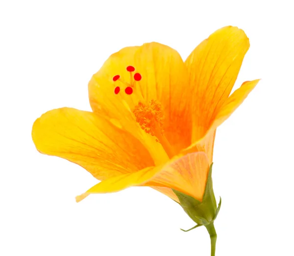 Yellow Hibiscus Flower Dark Red Center Isolated White — Stock Photo, Image