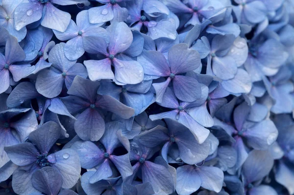 Fundal Floral Natural Flori Albastre Hydrangea Macrophylla Hortensie Bigleaf — Fotografie, imagine de stoc