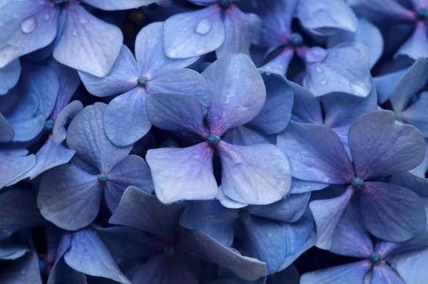 Φυσικό Φλοράλ Φόντο Από Μπλε Λουλούδια Της Ορτανσίας Macrophylla Bigleaf — Φωτογραφία Αρχείου