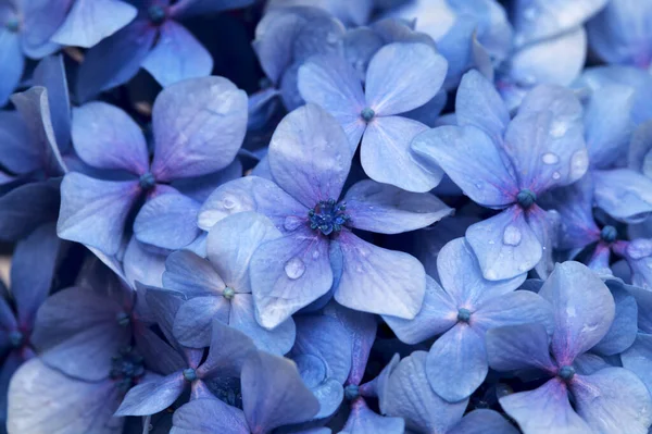 Fondo Floral Natural Flores Azules Hydrangea Macrophylla Hortensias Hoja Grande —  Fotos de Stock