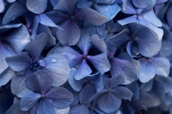 アジサイの青花の自然な花の背景 大きな葉のアジサイ — ストック写真