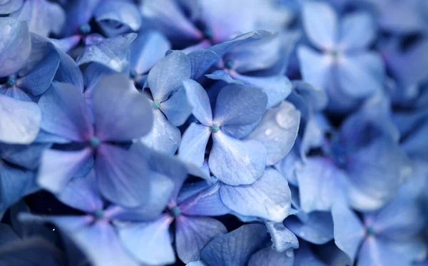 アジサイの青花の自然な花の背景 大きな葉のアジサイ — ストック写真