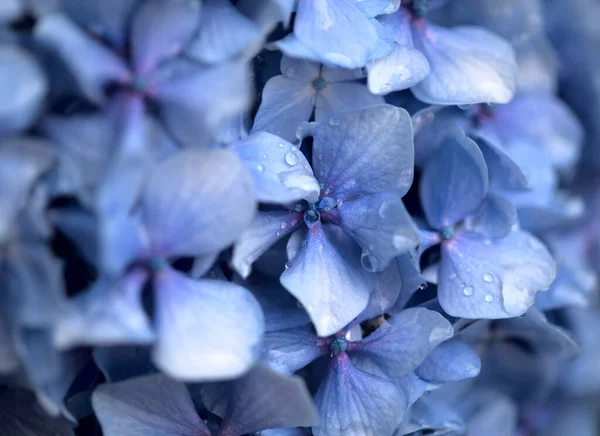 Fond Floral Naturel Fleurs Bleues Hortensia Macrophylla Hortensia Grandes Feuilles — Photo