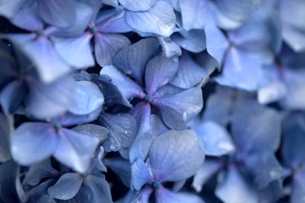 アジサイの青花の自然な花の背景 大きな葉のアジサイ — ストック写真