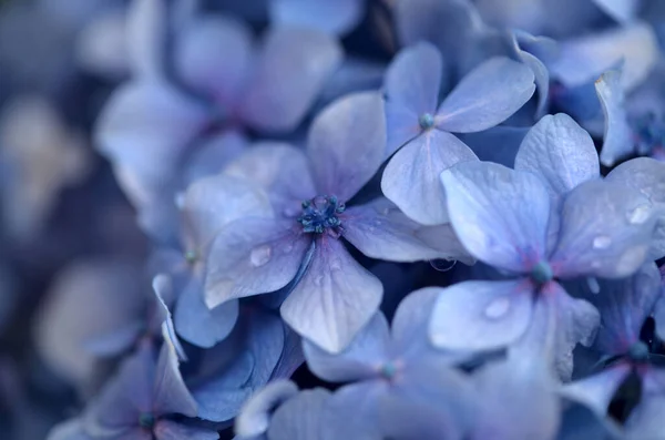 Fond Floral Naturel Fleurs Bleues Hortensia Macrophylla Hortensia Grandes Feuilles — Photo