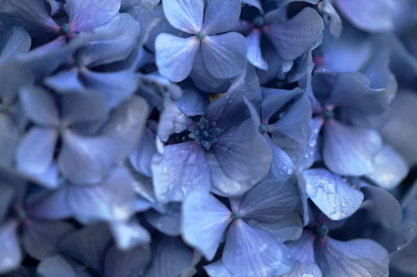 Fond Floral Naturel Fleurs Bleues Hortensia Macrophylla Hortensia Grandes Feuilles — Photo
