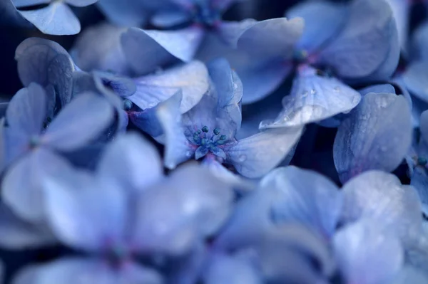 アジサイの青花の自然な花の背景 大きな葉のアジサイ — ストック写真