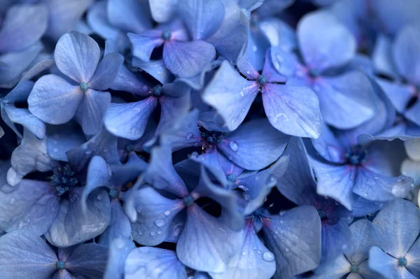 Hydrangea Macrophylla Kék Virágainak Természetes Virágos Háttere Nagylevelű Hortenzia — Stock Fotó