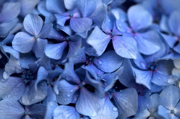 Fondo Floreale Naturale Fiori Blu Ortensia Macrophylla Ortensia Foglia Grande — Foto Stock