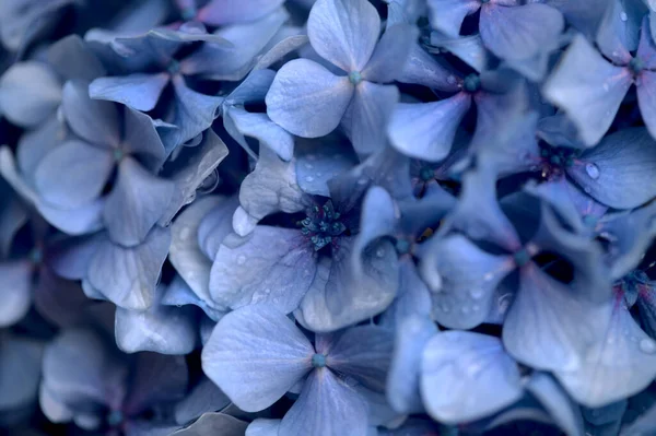 アジサイの青花の自然な花の背景 大きな葉のアジサイ — ストック写真