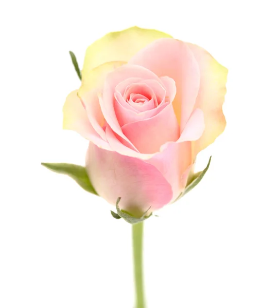 Ungewöhnliche Rose Mit Grünen Äußeren Blütenblättern Und Rosa Zentrum — Stockfoto