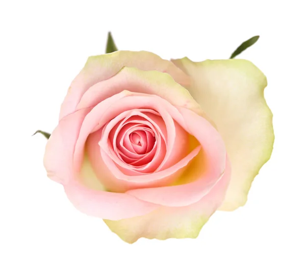 Szokatlan Rózsa Zöld Külső Szirmokkal Rózsaszín Középen — Stock Fotó