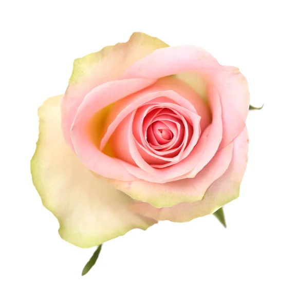 Unusual Rose Green Outer Petals Pink Center — Stock Photo, Image