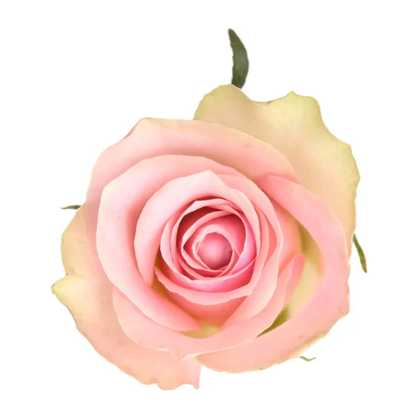 緑の外側の花弁とピンクの中心が異常なバラ — ストック写真