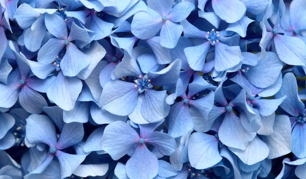 Hydrangea Macrophylla Kék Virágainak Természetes Virágos Háttere Nagylevelű Hortenzia — Stock Fotó