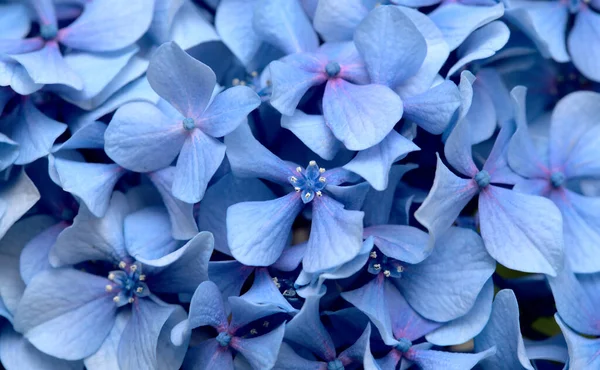 アジサイの青花の自然な花の背景 大きな葉のアジサイ — ストック写真