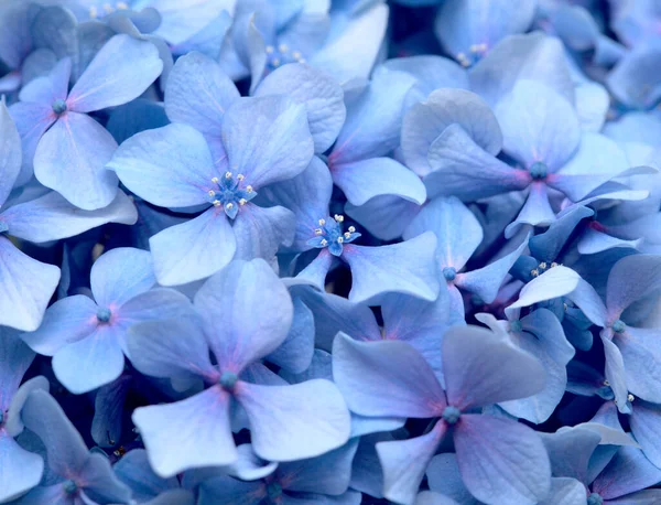 Přírodní Květinové Pozadí Modrých Květin Hydrangea Makrofyla Bigleaf Hortenzie — Stock fotografie