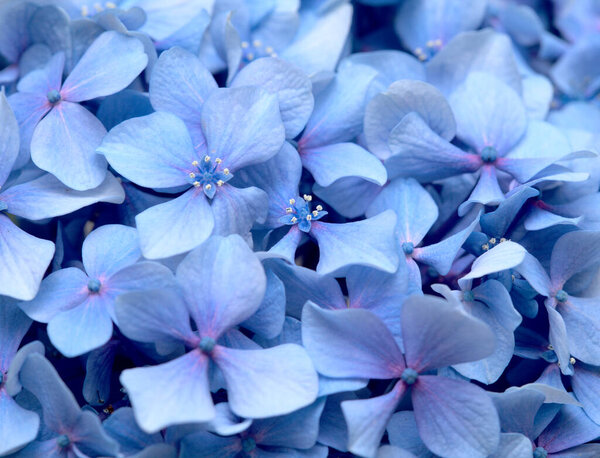 Natural floral background of blue flowers of Hydrangea macrophylla, bigleaf hydrangea