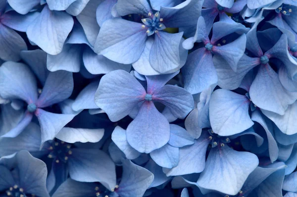 Fondo Floreale Naturale Fiori Blu Ortensia Macrophylla Ortensia Foglia Grande — Foto Stock