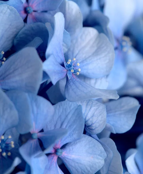 アジサイの青花の自然な花の背景 大きな葉のアジサイ — ストック写真