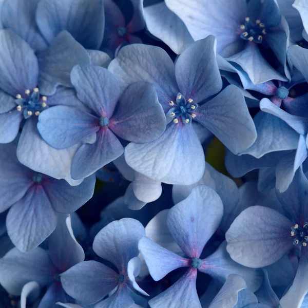 Fondo Floreale Naturale Fiori Blu Ortensia Macrophylla Ortensia Foglia Grande — Foto Stock