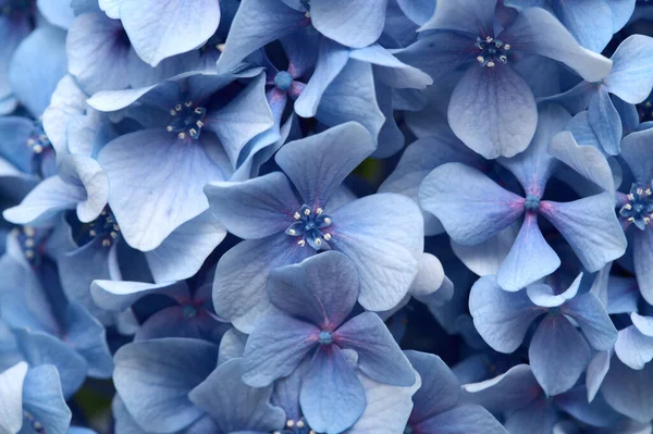 Natural Floral Background Blue Flowers Hydrangea Macrophylla Bigleaf Hydrangea — Stock Photo, Image