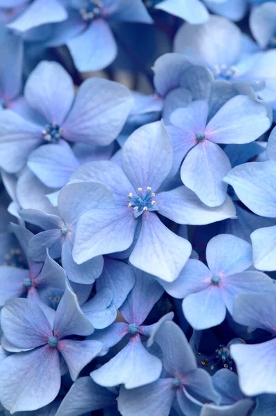 Fundal Floral Natural Flori Albastre Hydrangea Macrophylla Hortensie Bigleaf — Fotografie, imagine de stoc